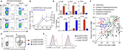 CCR6 and CXCR6 Identify the Th17 Cells With Cytotoxicity in Experimental Autoimmune Encephalomyelitis